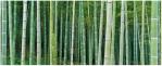Motiv Bambus